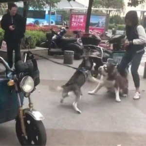 九游体育官方网站- 罗马核心伤退遭遇三轮不胜  